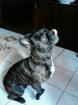 FRANZÖSICHE BULLDOGGE RÜDE CA. 3 JAHRE ALT
