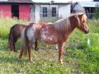 Orig. Mini Shetty Stute m. Pap. /Chip Fuchsroan 3 J. 550 Euro