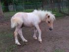 Orig. Mini Shetty Palominoschecke m. Pap. Chip FP 390 Euro
