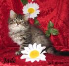 Super knuffige Maine Coon Kitten
