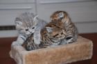 BKH Kitten abzugeben Whiskas Britisch Kurzhaar