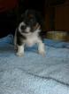 Jack Russell Terrier Welpen kleinbleibend