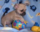 Suche Mischlings-Hund bis 150Euro