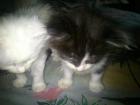 Maine Coon Kitten