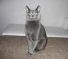 Deckkater Russisch Blau