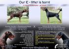 Wunderschöne Dobermannhündin Welpe mit DV-Papieren aus excellenter Verpaarung ab