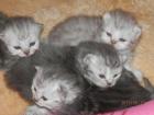 PERSERBABYS ab 15. 11 verschiedene Farben Silver-tabby blue red COlourpoint-red s