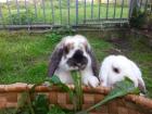 Zwergkaninchen zu verschenken