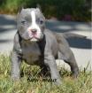 Pitbull Welpe