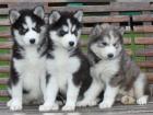 Sibirische Husky Welpen zu verkaufen