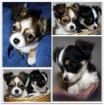 Chihuahua Welpen m. Papiere mit Attest reinrassig deutsche Zucht