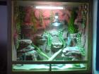 Verkaufe Terrarium mit zubehör und gecko