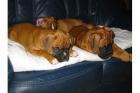Entwurmt Boxer Welpen
