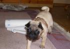 Mops Welpen abzugeben