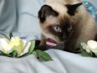 Unsere Kitten haben das licht der welt erblickt am 04. 05. 2022