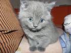 BKH Britisch Kurzhaar Kitten in blau Wuppertal