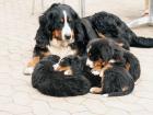 Berner Sennenhunde Welpen v. Eifelberghof Auwer Land