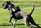 Keine Rottweiler Welpen sondern robuste