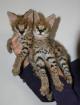 Sehr schöne exotische Kätzchen Savanne f caracal und Serval zu verkaufen