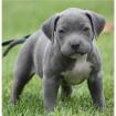 Wunderschöne American Pit Bull Terrier .