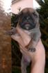 Dogo Canario Welpen