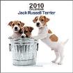 Jack-Russel Terrier Mini Welpe Wanted