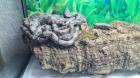 Boa constrictor Babys