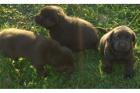 Braun schwarze und weiße Labrador Welpen