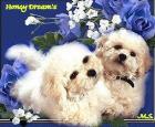 BICHON FRISE - Welpen- bildschön - sehr lieb -