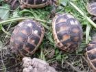 Breitrandschildkröten